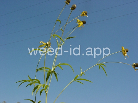 coneflower, cutleaf